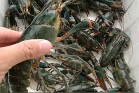 澳洲淡水小龙虾价格急跌5元/斤！后市要涨？| 洪兴特约 • 澳龙行情播报图片