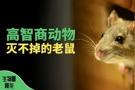 想要灭绝老鼠？你可能低估了它的智商图片