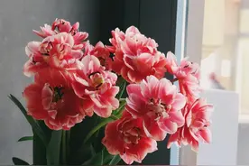 女人命好还是命苦，40岁左右就能看出来图片
