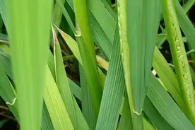 江西4000亩水稻颗粒无收，假种子这趟水，到底有多深呢？图片