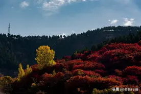济南赏红叶去哪儿？这八个地方不仅美爆了，关键是还免费图片