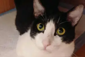 女子带奶牛猫去诊所治疗，空气顿时都安静了：咋“撞衫”了呢？图片