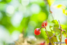 枸杞子怎么吃对身体好？图片