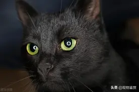 纯黑猫的品种有很多，不过纯色的猫却很少见，纯黑的猫是什么品种图片
