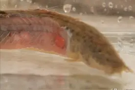 又是日本？日本人独创“骨泳”，鱼肉已经被剃掉，为何还活着？图片