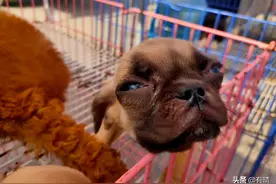 明水骑行绣惠东关大集逛济南最大狗市，一路沿河风景秀美图片