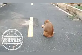 南昌：小区里来了“不速之客”，定睛一看是“猴哥”图片