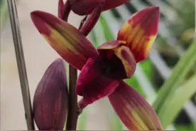 贵州毕节的一颗蕙兰，下山后成为色花之王图片