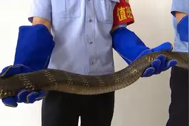 居民家进来3米眼镜王蛇 森警帮忙图片