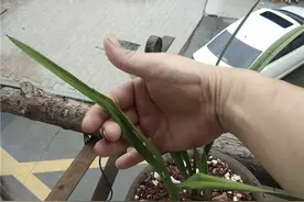 病害引起兰花叶片脱水的原因与救治思路图片