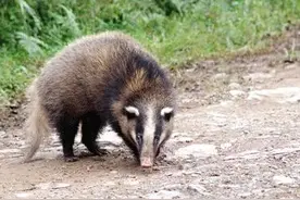 它曾是八十年代农村田地的一害，如今千元一只难寻图片