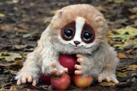 全球最稀有的20种动物，即将面临绝种生物你见过几种图片