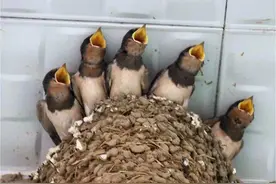 燕子为什么要辛苦捕食昆虫，而不吃农作物？因为它演化得太成功了图片