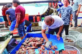 海捕蟹在厦门大量上市！部分品种价格同比低了三分之一！市民尝鲜请抓紧图片