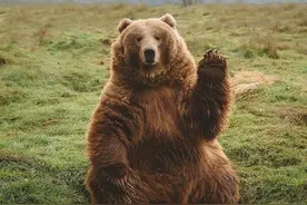 30张人类抓拍熊的趣图（精华合集）图片