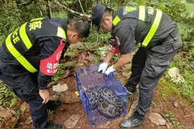 蟒蛇闯入村民鸡舍，警民携手抓获放生图片