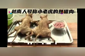 吃天吃地吃自己的中国人，为啥就是不吃猫肉？图片