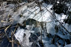 这都能捡到鱼？荒郊芦苇荡结冰，老乡敲开后发现大量鱼群图片