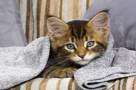 萌宠小知识：猫咪得病不要大意，有些疾病也会传染人，要及时预防图片