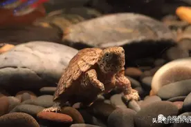 深秋，动物性饲料就别再喂龟了图片