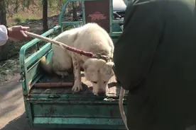 160斤的护卫犬两千卖不掉，山东大哥气得直跺脚，网友：瞧着吓人图片