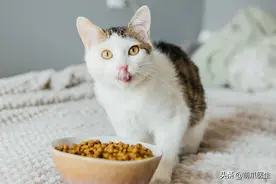 “凌晨，一只猫咪被抛弃在路边后…”图片
