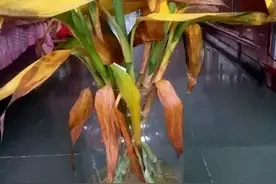 垃圾堆捡了捆富贵竹，拿回家3个月不仅养活，还抱了崽儿图片