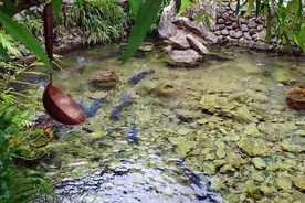 山泉水能养鱼吗？为什么这么好的水却养不大鱼？原因来了图片