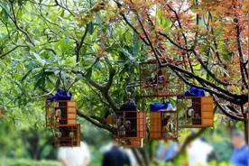 提笼架鸟很惬意，小心别把自己关进了牢笼图片