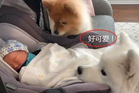 女主人生了个宝宝，却被大白狗暖哭了，狗：要当哥哥了啊图片
