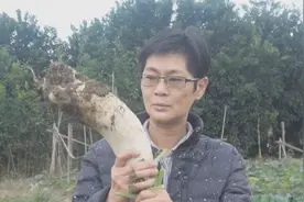 九九一个萝卜凉拌来吃，加上剁辣椒，酸辣爽口脆又脆