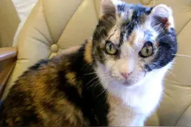 猫妈5次冒死冲进火场，当看见它嘴里叼着“猫崽”时，大家泪目了图片