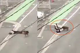 场面惊险！日本一男子突遭野猪袭击 人被顶翻大腿被撕咬视频封面