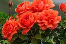 教你在家繁殖月季，这5个妙招可以快速快速生根，赶紧收藏。图片