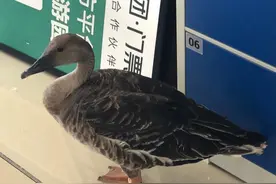 太原：环卫工人街上作业捡到一只“鸭子”，竟是“国宝”鸿雁图片