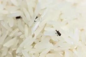 大米长虫很烦恼？原来这样的简单操作，轻松解决大米长虫的烦恼图片