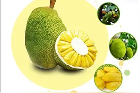 “图”你不知道 | 先结果后开花的菠萝蜜图片