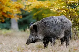 云南多地野猪泛滥，危急关头罕见豺狼现身，它就是野猪的天敌？图片