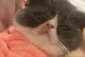 我和蓝白加菲猫的故事5图片
