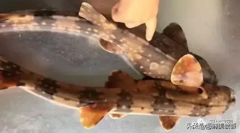 本港海鲜和外港区别 2026年本港海鲜和外港区别大吗