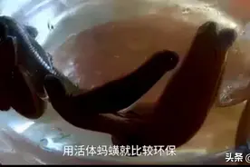 “水蛭疗法”？可怕！广西惊现“蚂蟥吸血疗法”，背后真相是什么图片
