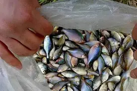 人称“中国彩虹”，吃起来却很苦，以前捞来喂鸭子，如今价格涨了图片