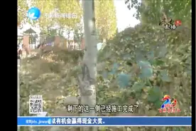 济南：大辛河河岸两区交接两番景象，负责人：因土地问题没解决