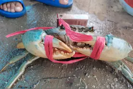 湛江渔民，捕捞到海上霸主，直接剪掉渔网，一只卖了五百块钱图片