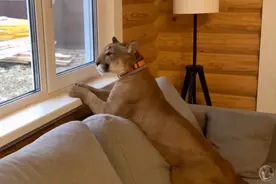 美洲狮死死盯着窗前，看到主人狂撒娇！主人无奈：才出门40分钟图片