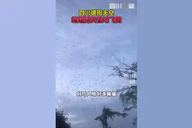 事出反常！数万只蝙蝠，盘旋在四川德阳上空，是“不祥之兆”吗？图片