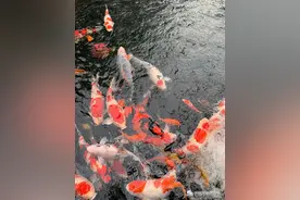 多雨季节如何护鲤？图片