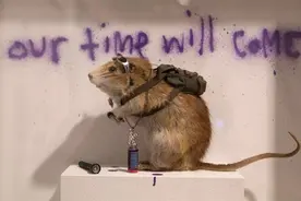 俄罗斯突现诡异鼠王，5只老鼠尾巴打结无法挣脱，或与鼠疫有关？图片