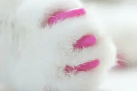 一劳永逸的“猫咪去趾术”，你无法想象它有多残忍原创图片