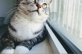 给猫主子拍照的3个技巧，我让你再跑图片